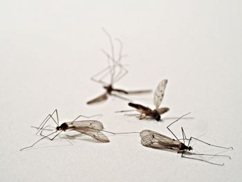 Died mosquitoes over white background
