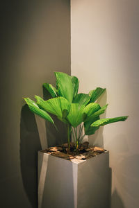 Close-up of potted plant on table against wall