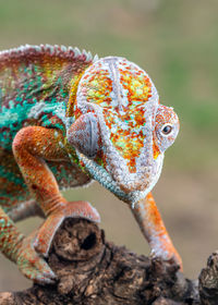 Close-up of chameleon