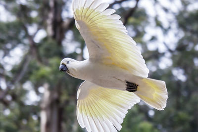 Close-up of white cockatoo flying against trees