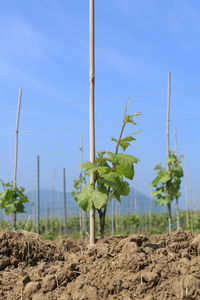 Plants growing on field against clear sky