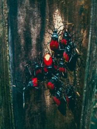 High angle view of insect on tree