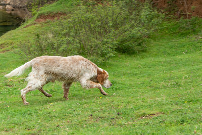 Side view of a sheep on grass