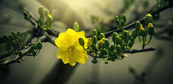 Close-up of yellow flowering plant