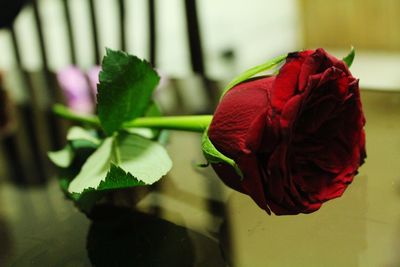 Close-up of red rose