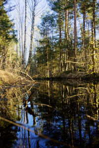 Scenic view of lake in forest