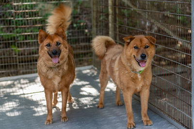 Portrait of dogs