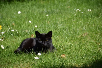 Cat relaxing on grassy field