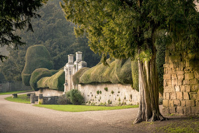 Topiary hedges over a stone wall.