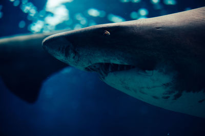 Close-up of fish underwater