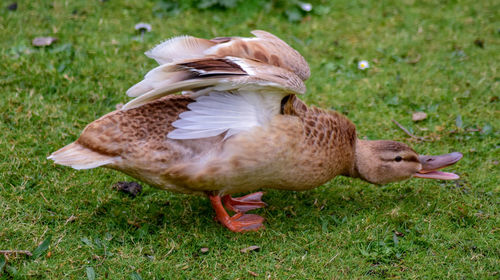 Close-up of duck on field