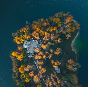 High angle view of tree by sea during autumn