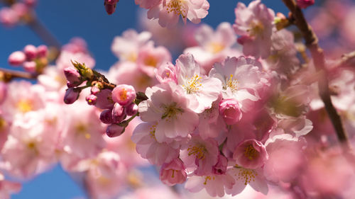 Close-up of pink cherry blossoms