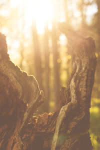 Close-up of tree trunk in forest