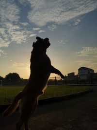 Silhouette dog on field against sky during sunset