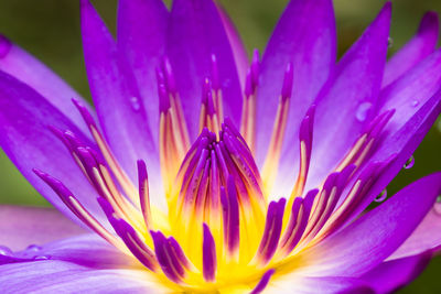 Close-up of purple crocus flower