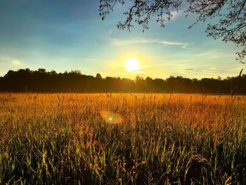 Scenic view of field against sky at sunset