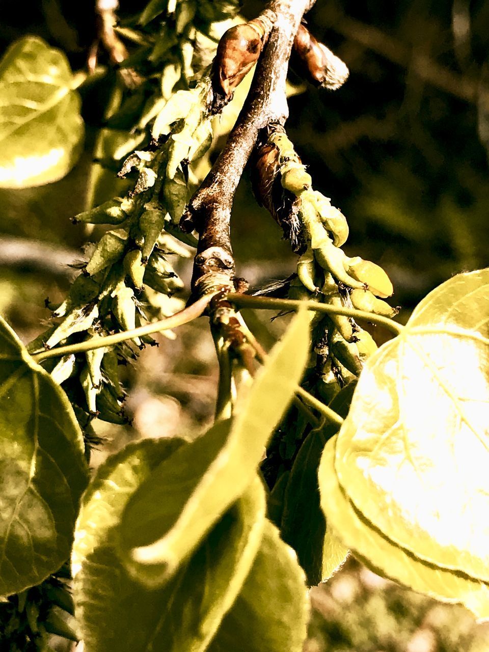 CLOSE-UP OF FRESH LEAVES ON PLANT