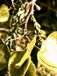 Close-up of leaves growing on tree