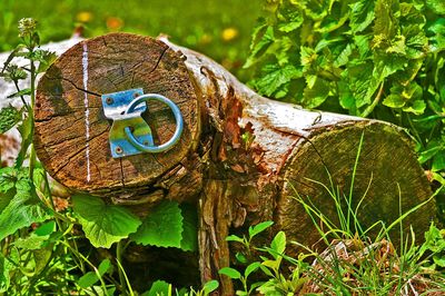 Close-up of snake on tree