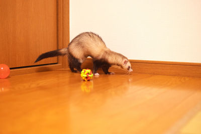 Cat lying on wooden table