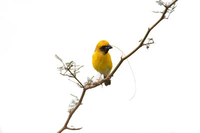 Close-up of bird perching on branch against clear sky