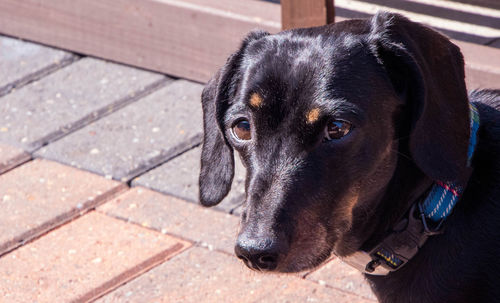 Close-up portrait of dog