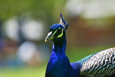 Close up of peacock