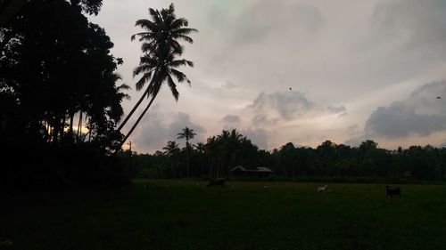 Trees on landscape against cloudy sky