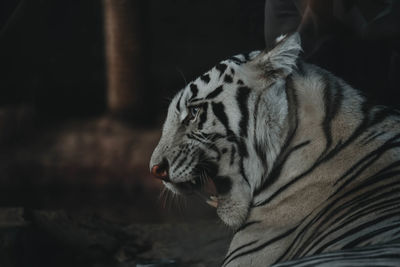 Close-up of tiger