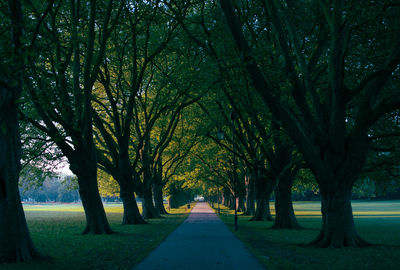 Empty footpath amidst trees at park