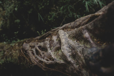 Close-up of lizard on tree trunk