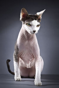 Dog sitting against gray background