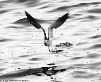 High angle view of bird flying over lake