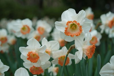 Close-up of white flowering plants