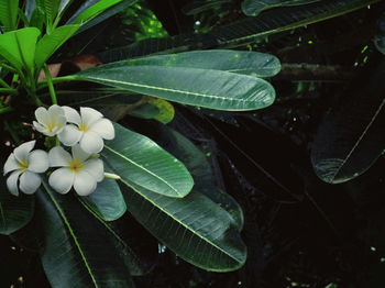 Close-up of white frangipanis blooming on plant