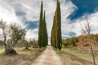 Dirt road through trees