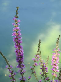 Close-up of purple flowering plant