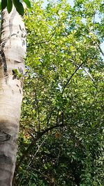 Low angle view of trees