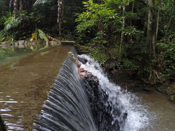 River flowing through forest