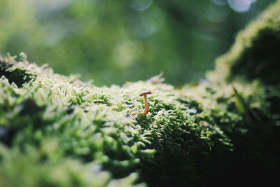 Close-up of lizard on plant