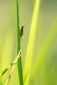 Close-up of insect on grass