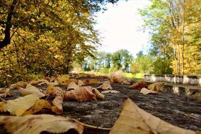 Fallen leaves on field in forest during autumn