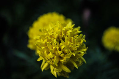 Close-up of yellow flowering plant