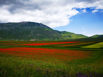 Scenic view of agricultural field against sky