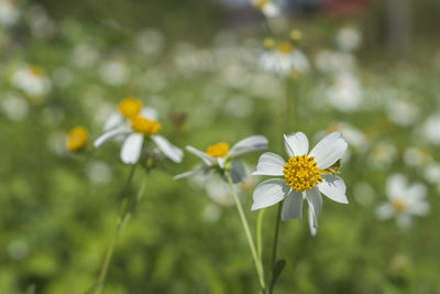 Close-up of yellow flowers blooming outdoors