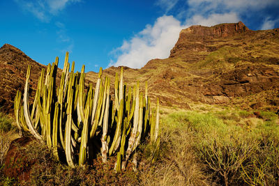 Saguaro cactus growing on rocky mountain against sky