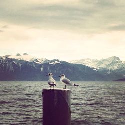 Seagull flying over lake