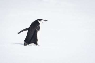 Chinstrap penguin walks across snow in sunshine