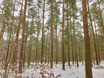 Trees in forest during winter